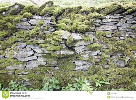moss covered dry stone wall   lake district stock image image  district divider