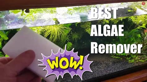 favourite algae cleaner  aquarium glass youtube