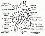 Heart Diagram Flow Blood Human Anatomy Sketch Simple Drawing Coloring Outline Through Labels Valves Labeled Structure Pages Chambers Internal Has sketch template