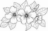 Coloring Pages Flower Drawings Choose Board Digi Colouring Stamps sketch template