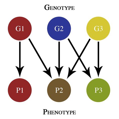 biology genotype phenotype map handwiki