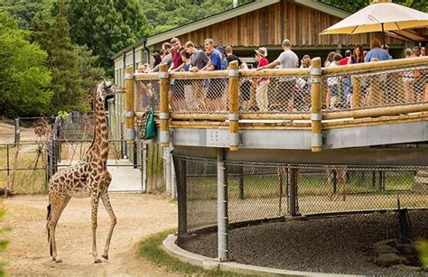 exploradio modern zoo design presents choices  animals  people wksu