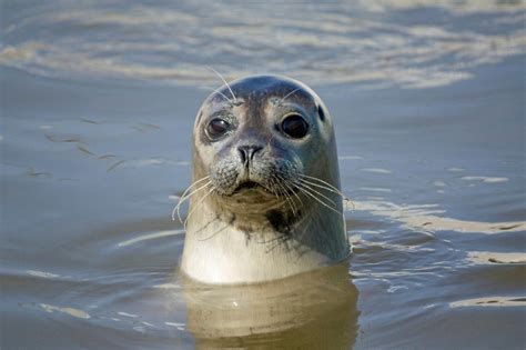 seals  scientists  jstor daily