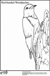 Woodpecker Coloring Pages Headed Red Bird Teamcolors Bookmark Url Title Read sketch template