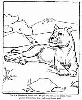 Lioness Coloring Pages sketch template
