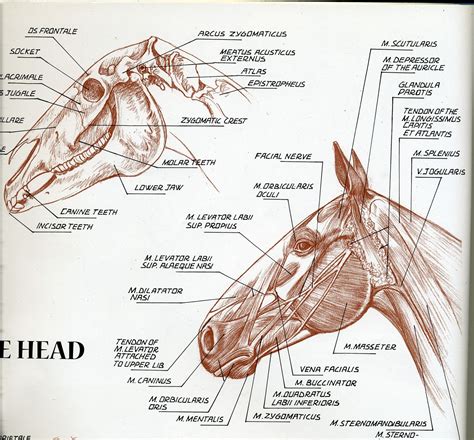 head anatomy horse anatomy animal anatomy anatomy drawing horse