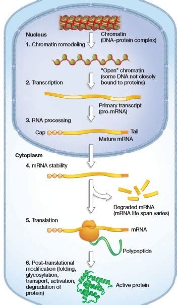 Control Of Gene Expression In Eukaryotes Diagram Quizlet