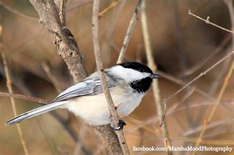 chickadee  branch photo  day photo  pictures