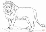 Lion Coloring Drawing Pages Draw Supercoloring Standing Drawings Tutorials Kids Male Step Printable Beginners Animal Lions Tracing Choose Board Lejon sketch template