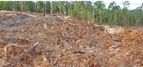 clearfelling north coast native forests illegal nefa  echo