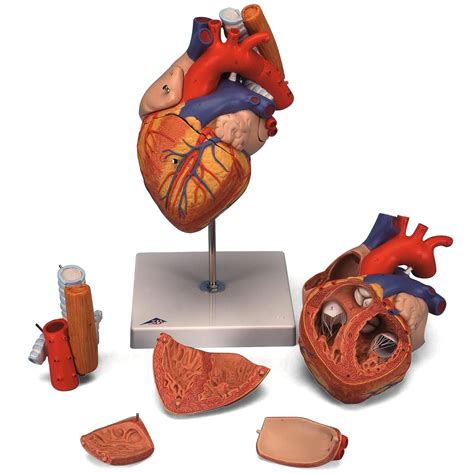 3b Scientific G13 5 Part Heart With Esophagus And Trachea 2x Life Size
