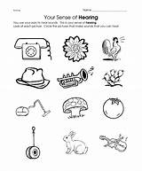Worksheet Hear Kids Worksheets Preschool Sense Senses Kindergarten School Organs Science Toddler Crafts Fun sketch template