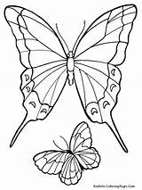 Coloring Butterfly Pages Realistic Getdrawings sketch template