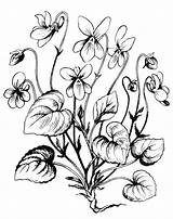 Botanique sketch template