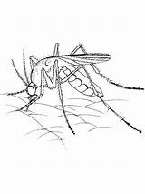 Mosquito Coloring Pages Kids Color Printable Bestcoloringpagesforkids Preschool Print sketch template