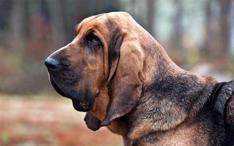 fast   bloodhound dog run