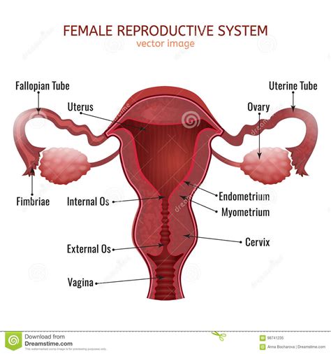 anatomy female reproductive system cross section stock image