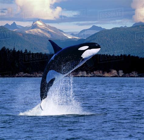 orca whale breaching  baranof island southeast composite stock photo dissolve