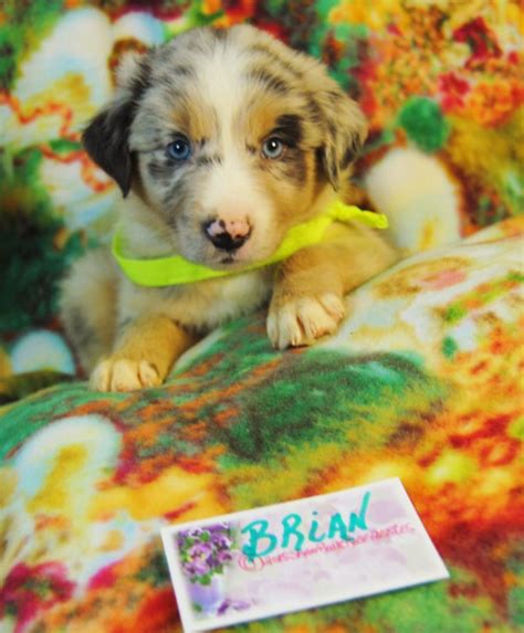 shamrock rose aussies update new pictures added of available puppies 6 26 15 scroll down to