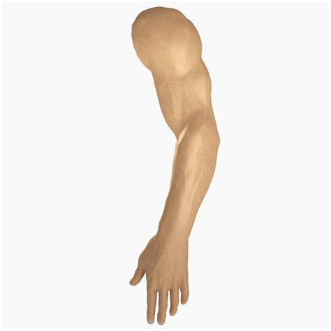 human arm  model