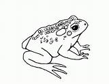 Toad Coloring Pages Frog Printable Kids Drawing Print Poison Dart Toads Colorado Color Draw Clipart Getdrawings Comments Bestcoloringpagesforkids American Library sketch template