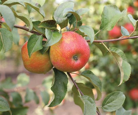 honeycrisp apple tree  varieties  grow   home garden