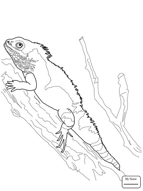 bearded dragon drawing sketch coloring page
