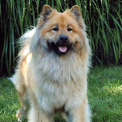 eurasier dog breed information american kennel club