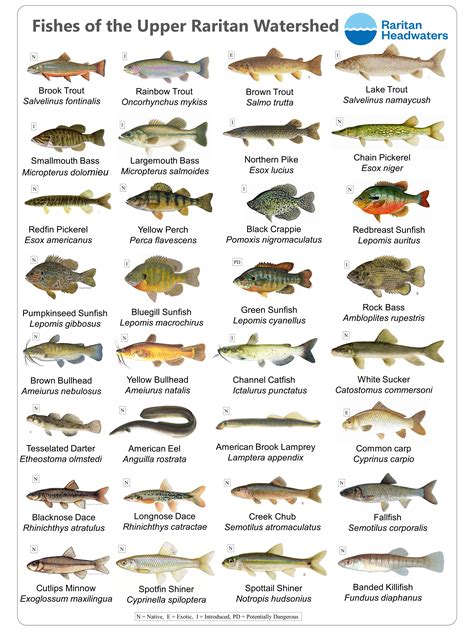fish  mississippi river list  species