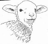 Lambs Dieren Tekenen Visit Progress Tekeningen Tieremalen Fikraborsasi sketch template