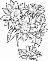 Sunflowers Sunflower Supercoloring sketch template
