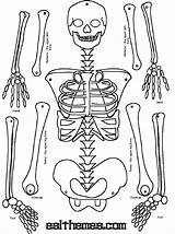 Skeleton Human Kids Print Bones Coloring Science Pages sketch template