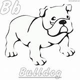 Bulldog Coloringfolder Colouring Bulldogs sketch template
