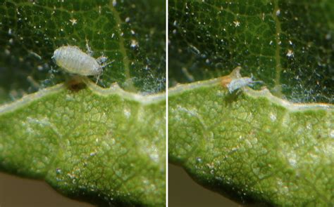 woolly oak aphids stegophylla   oak leaf  photo  flickriver