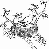 Printemps Nid Colorare Colorir Coloriages Animali Aves sketch template