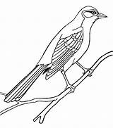 Bird Outline Birds Mockingbird Coloring Pages Color Drawings Clipart Printable Drawing Clip Sheet Cute Animals Line Kindergarten Worksheet Cliparts Sparrow sketch template