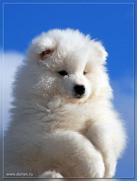 love white fluffy puppies animals pinterest