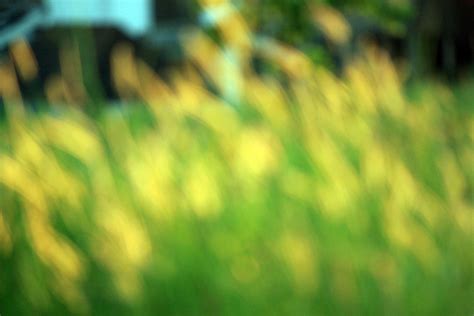blurry grass background  stock photo public domain pictures