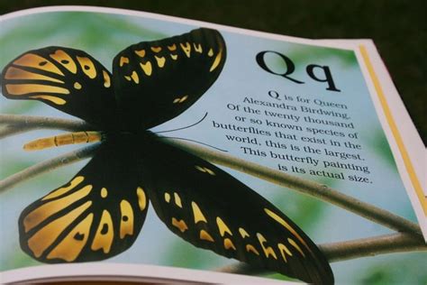 butterfly alphabet book  brian cassie  jerry etsy alphabet