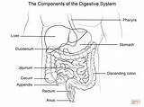 Digestive Digestivo Anatomie Colorare Ausmalbilder Verdauungssystem Digerente Worksheet Supercoloring Worksheets Ausmalbild Umano Disegno Malvorlagen sketch template