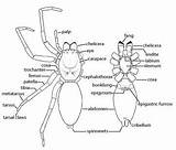 Spiders Biology Labeled Arachnids Study Resist Araneae sketch template