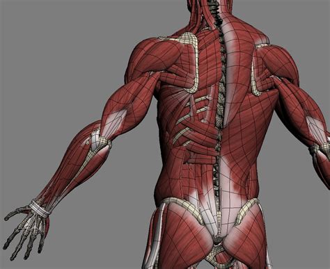 model realistic anatomy skeleton muscles