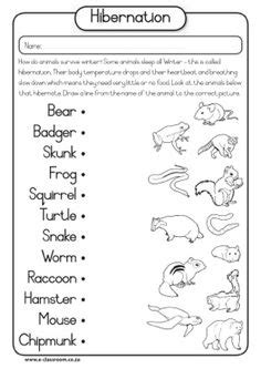 animal worksheet   animal hibernation worksheet