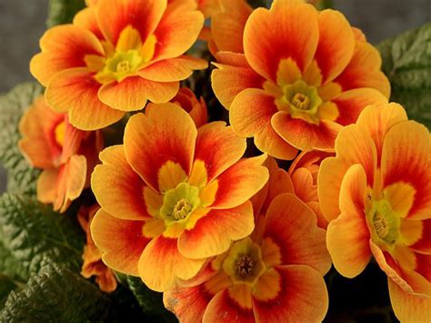 orange flowers colors photo  fanpop