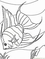 Coloring Fishes Angelfish sketch template
