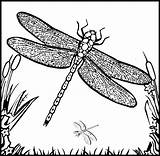 Dragonfly Dragonflies Libelulas Libel Coloringme Kleurplaten Visit sketch template