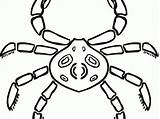 Crab Dungeness Getdrawings Drawing sketch template