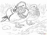 Coloring Mandarin Duck Male Wood Pages Female Drawing Canard Duckling Et Coloriage Adult Printable Femelle Color Imprimer Super Colouring Drawings sketch template