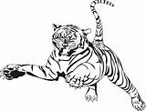 Tiger Coloring Outline Pages Tigers Popular sketch template