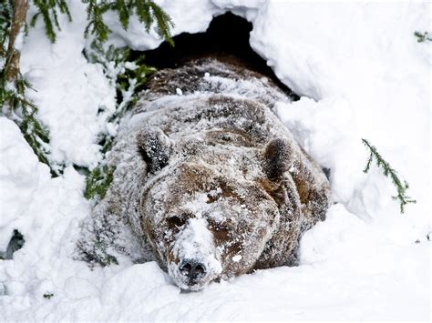 hibernating bears   good news   fight  dementia  independent